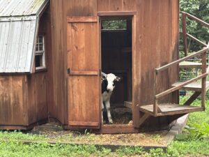 A black and white cow stands inside a small wooden shed with the door open.