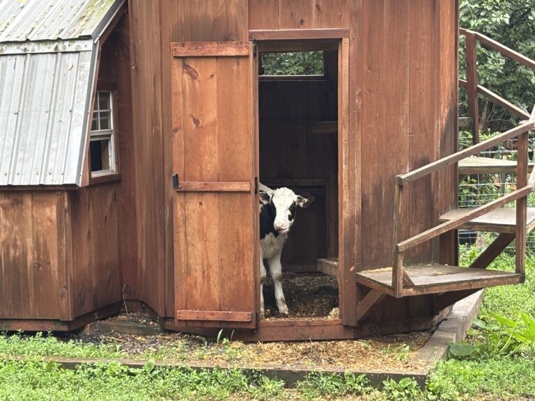 A black and white cow stands inside a small wooden shed with the door open.