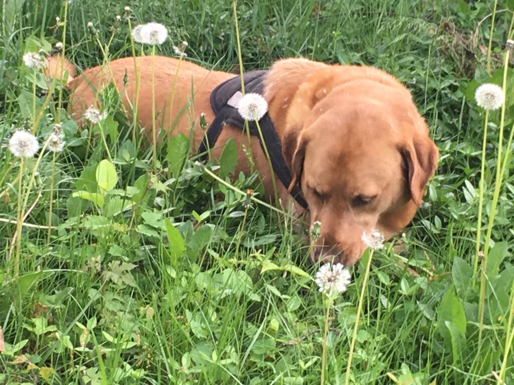 Brown dog with a harness sniffs among dandelions and tall grass in a green field.