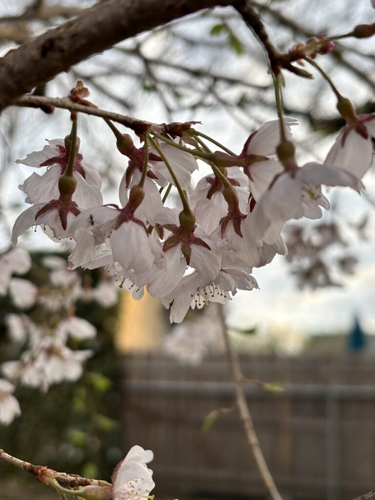 white pear blossoms