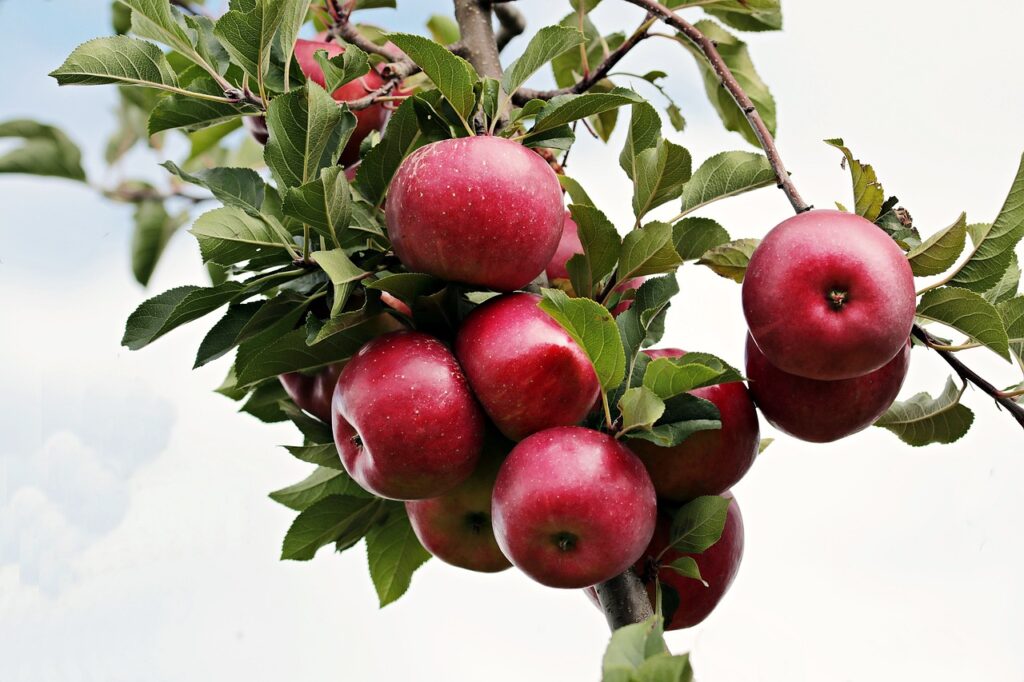 a cluster of red apples hanging from a branch of a tree