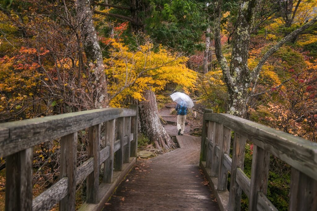 a person with a clear umbrella crosses a wooden bridge in the middle of the woods in autumn