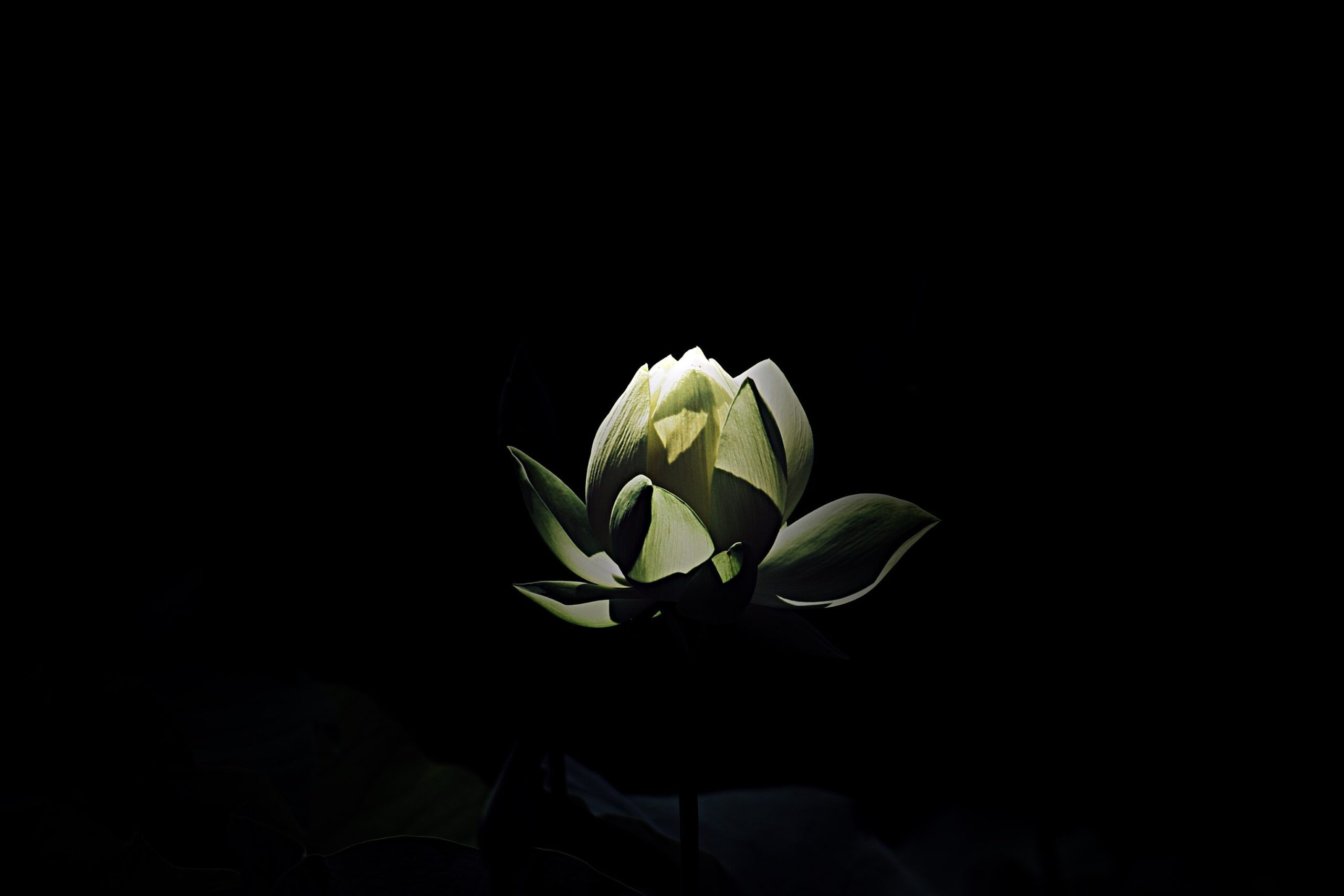 closed flower on black background