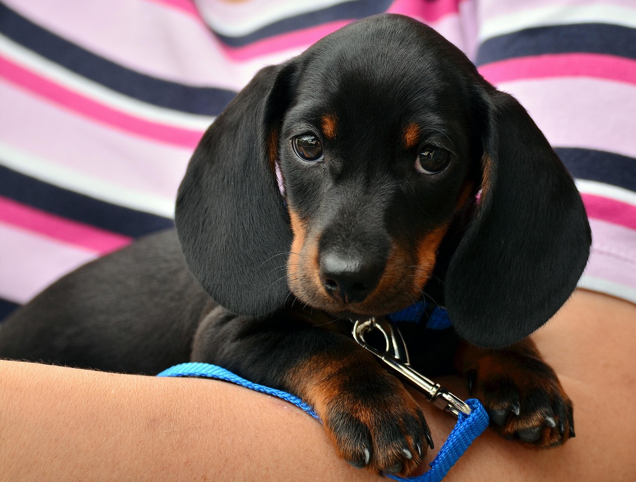 A black and brown dachshund puppy with a blue leash rests on someones arms in a striped shirt.