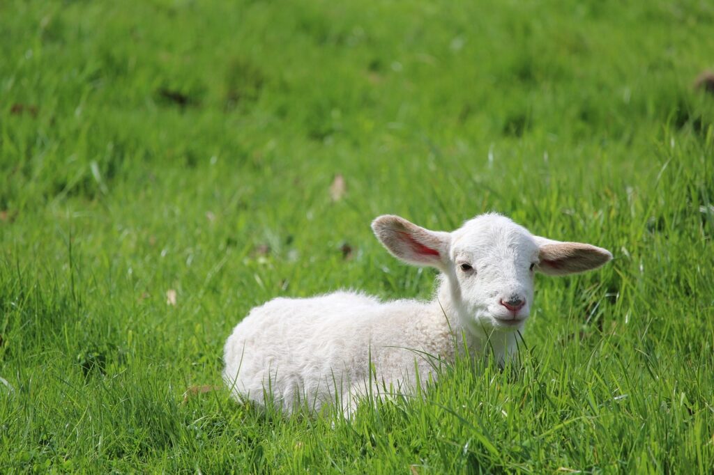 a baby lamb is sitting in the grass