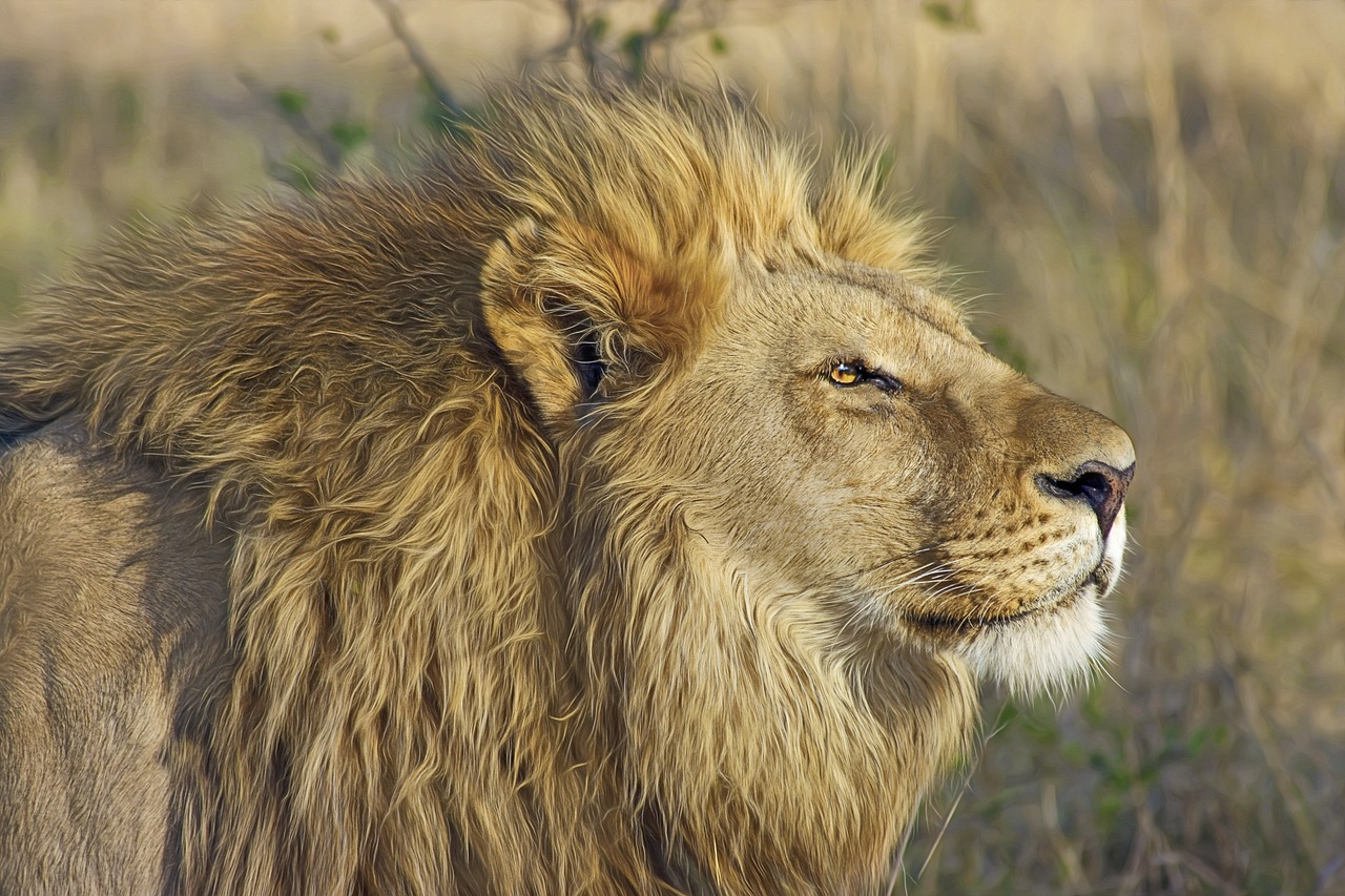 close-up of a male lion in a field