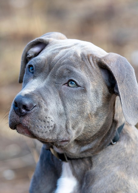 Gray and brown dog with blue eyes looking to the side, wearing a black collar outdoors.