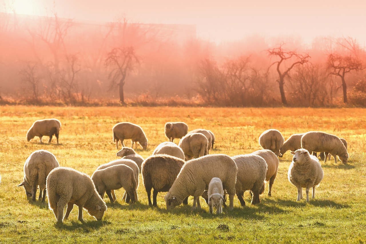 sheeps and lambs grazing in a field