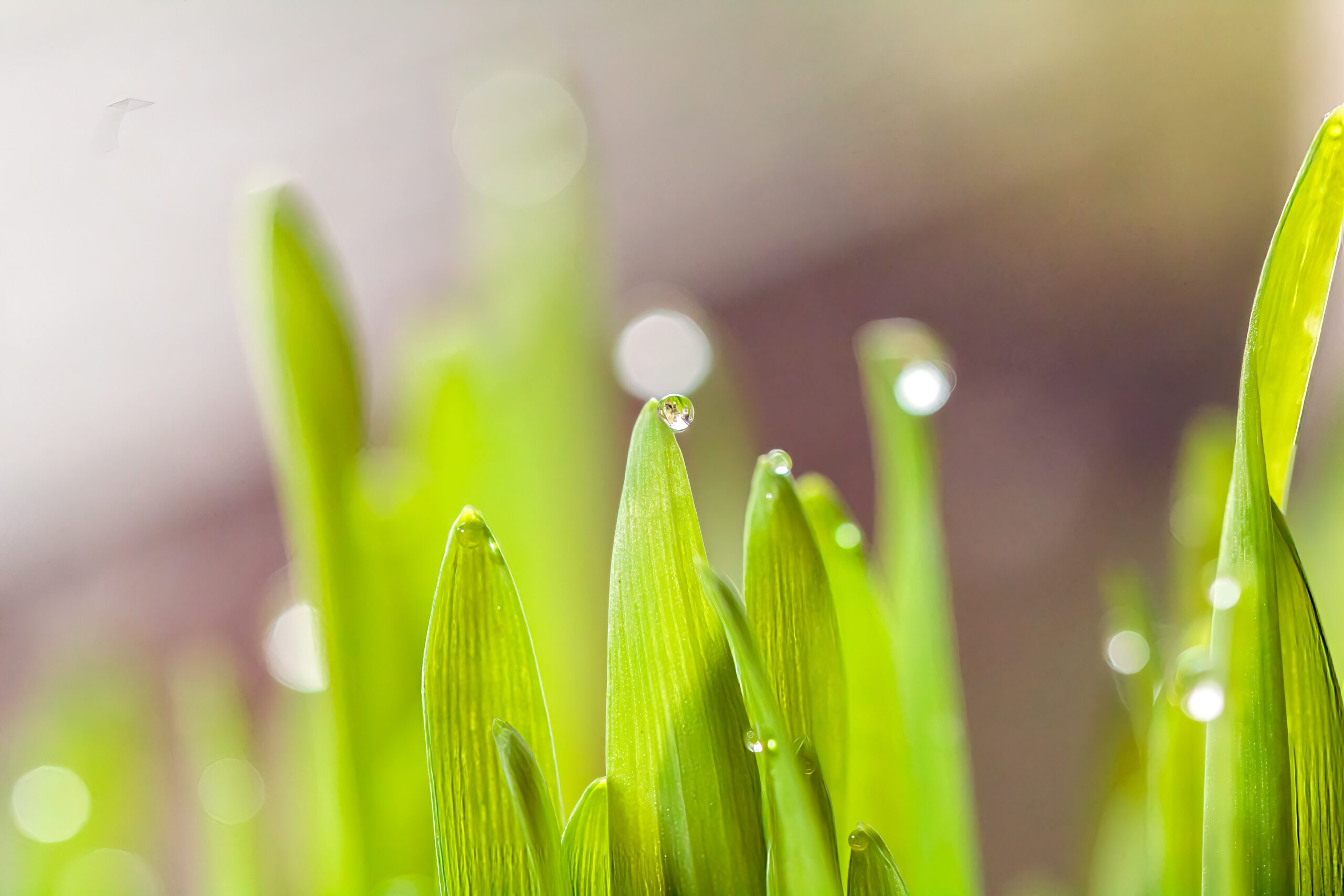 bright green wet leaves