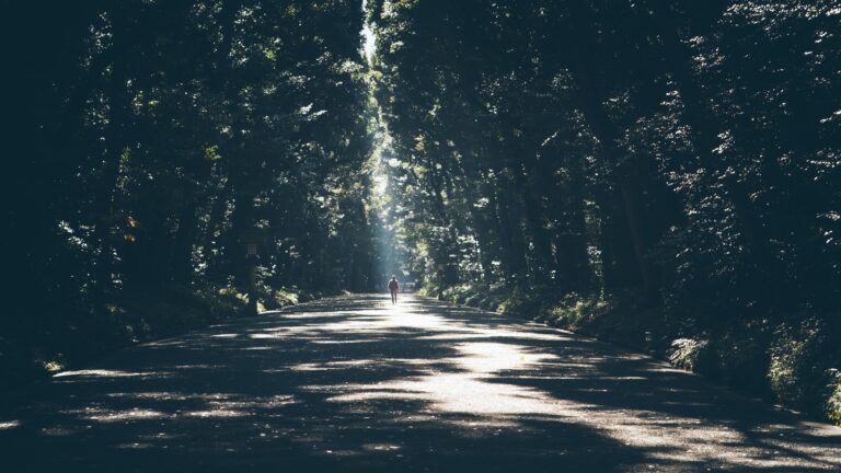 A person walks alone on a sun-dappled road surrounded by tall, dense trees.