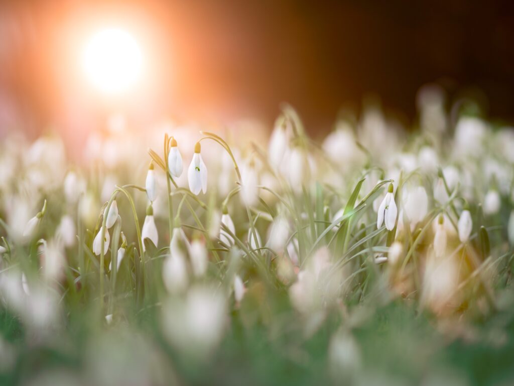 tiny white flowers at sunrise