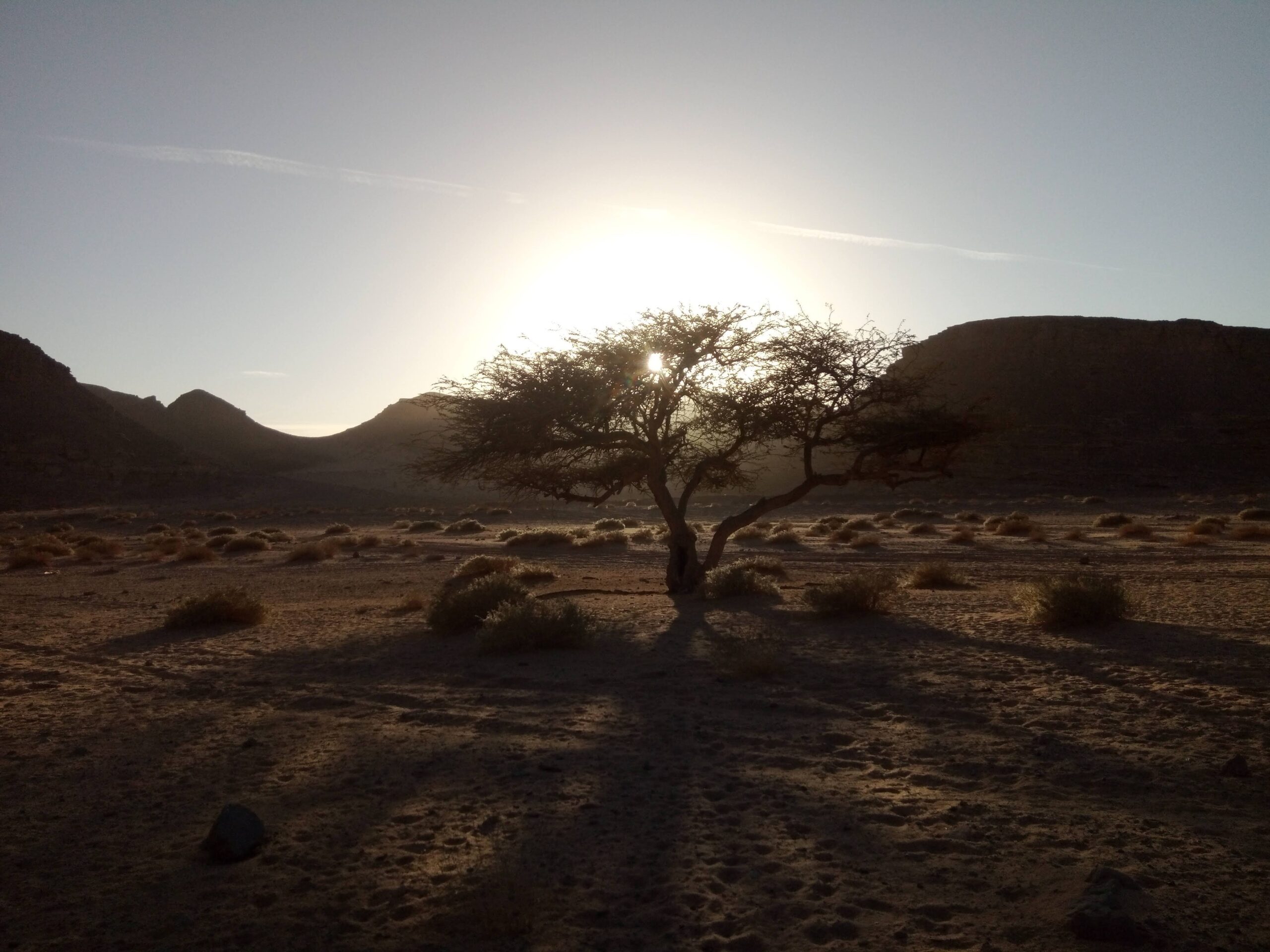 tree in sinai desert