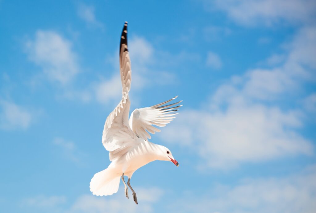 white seagull flying against blue sky