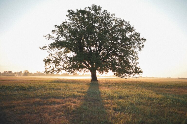 tree in field