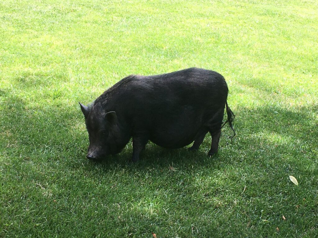 A black pig grazes on green grass in a sunlit outdoor area.