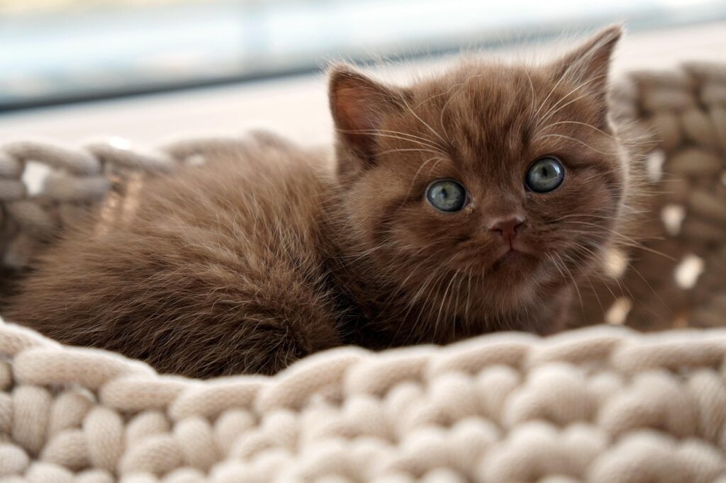 Fluffy brown kitten with blue eyes lying in a chunky-knit beige blanket basket, looking at the camera.