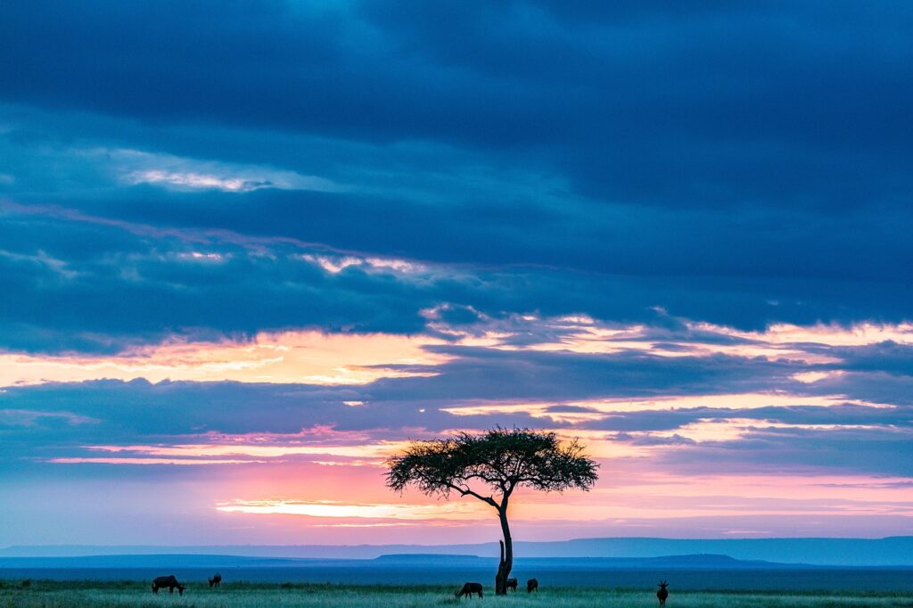 A tree and sunset in Maasai Mara in Kenya