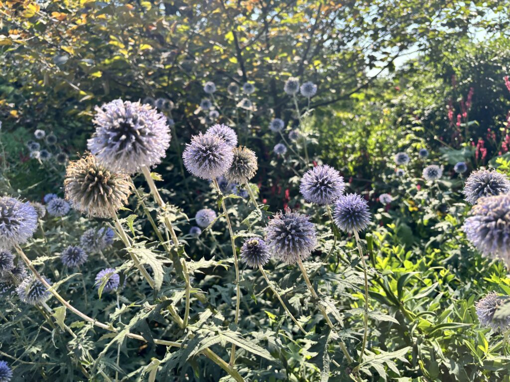Purple globe-shaped flowers in sunlight with green foliage and a blurred background of plants.