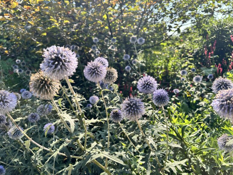 Purple globe-shaped flowers in sunlight with green foliage and a blurred background of plants.
