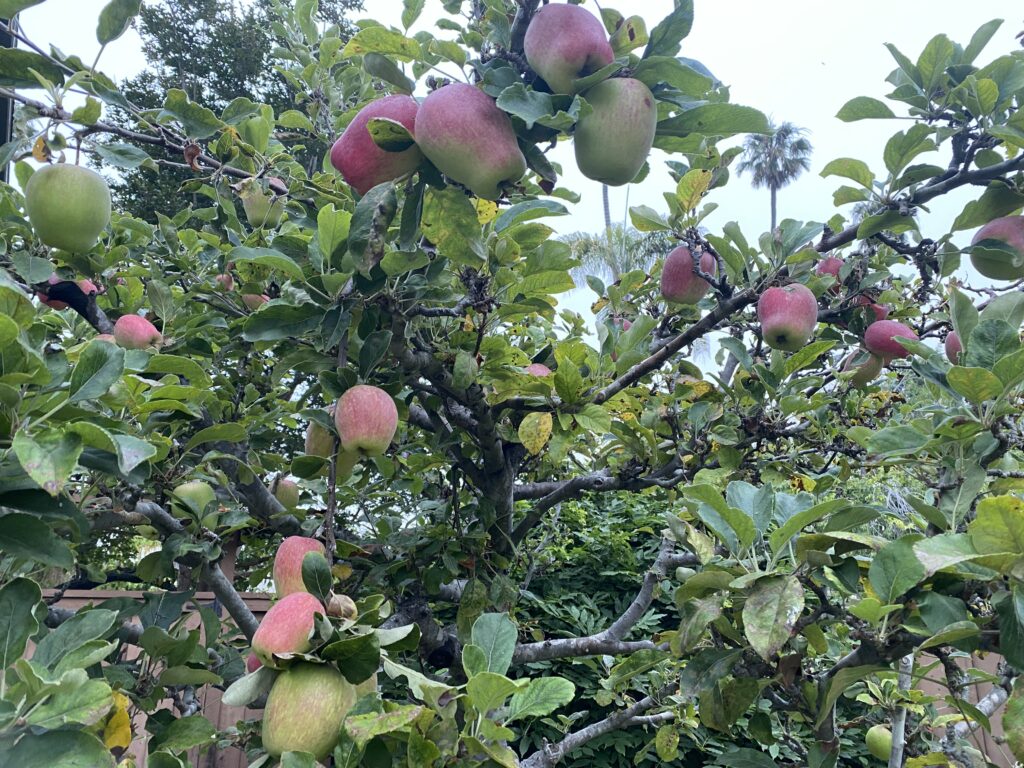 Apple tree branches with green leaves and many red apples growing, some ripe and some still green.