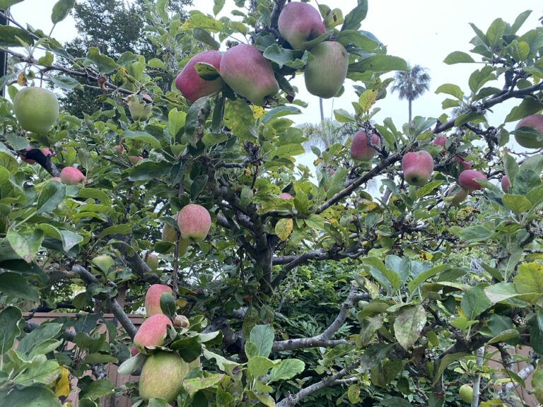 Apple tree branches with green leaves and many red apples growing, some ripe and some still green.