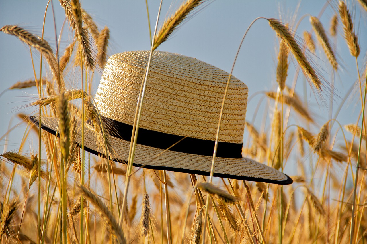 a straw hat with a black band sits in a field of wheat on a sunny day