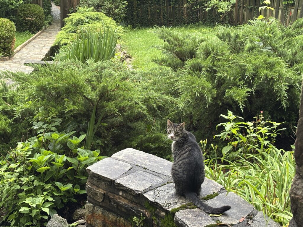 A tabby cat sits on a stone wall surrounded by lush green plants in a garden.