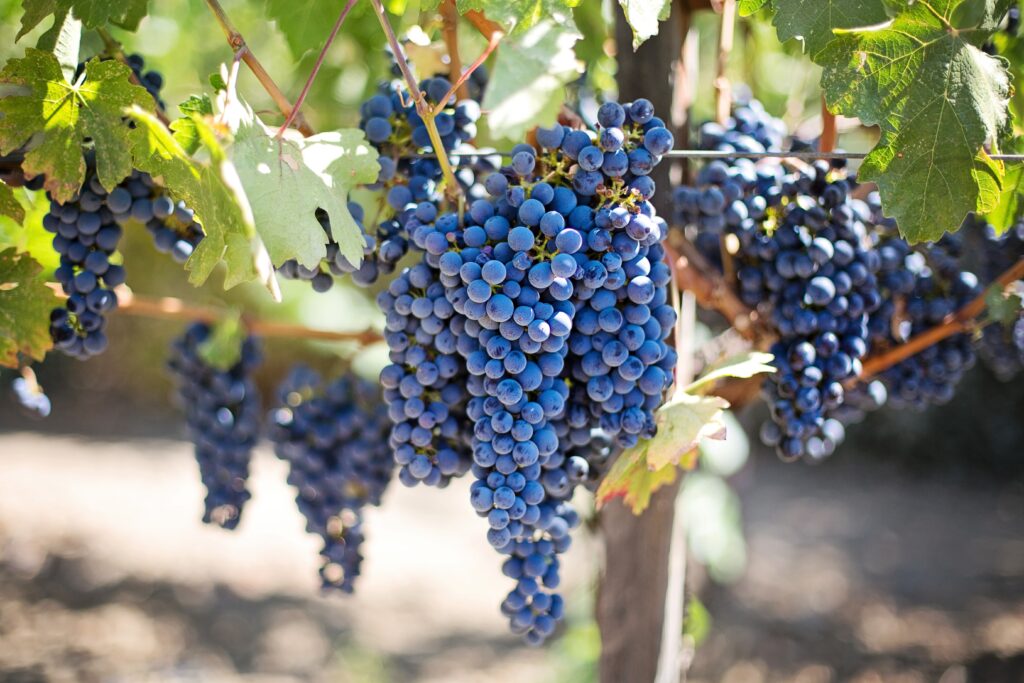 concord grapes on the vine
