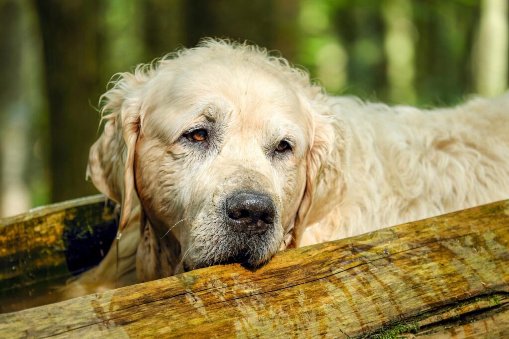 A wet golden retriever rests its head on a wooden beam outdoors, looking calm and relaxed.