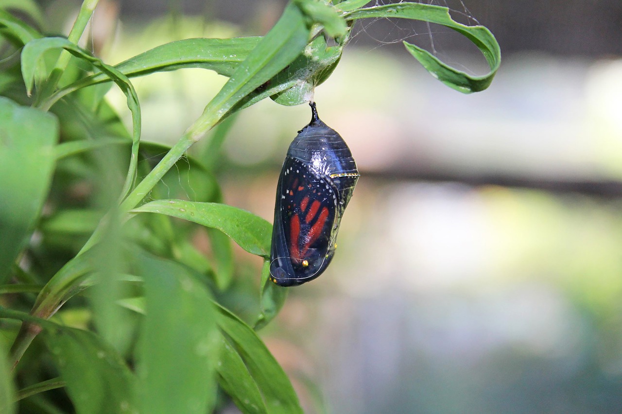 a chrysalis hangs from a branch, there is a monarch wing visible through it