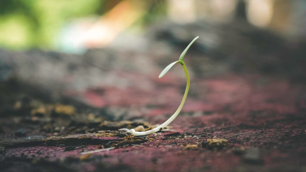 sprouting seed