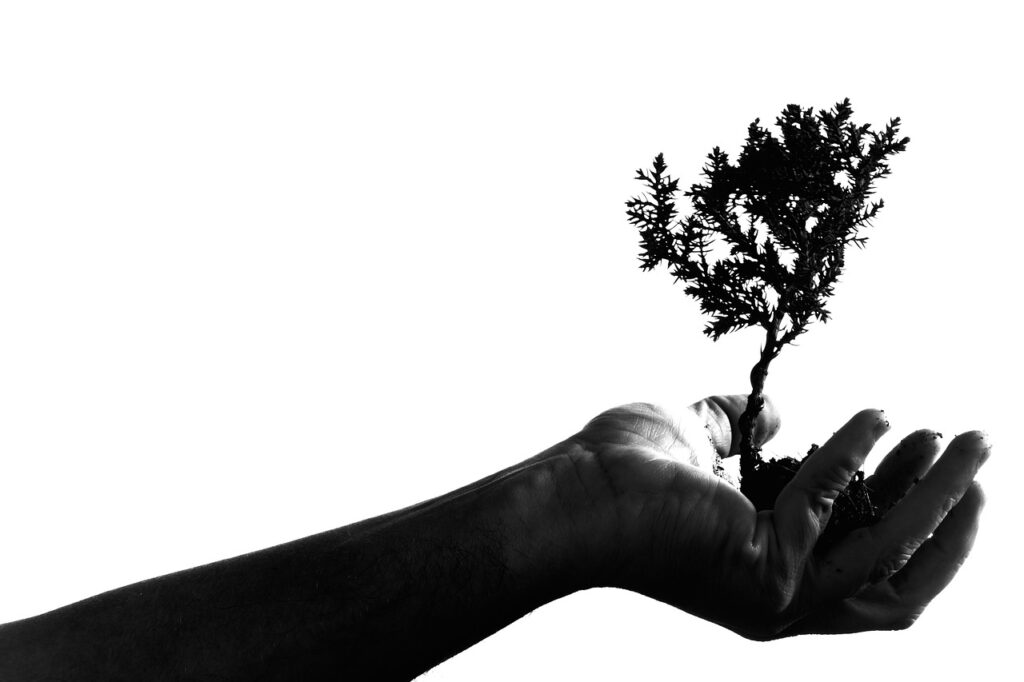 silhouette of a hand holding a small bonsai tree