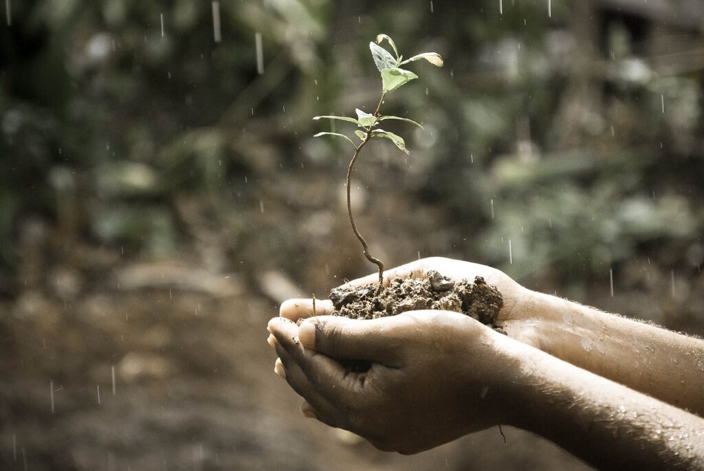 in the rain, hands holding a clump of dirt with a plant growing