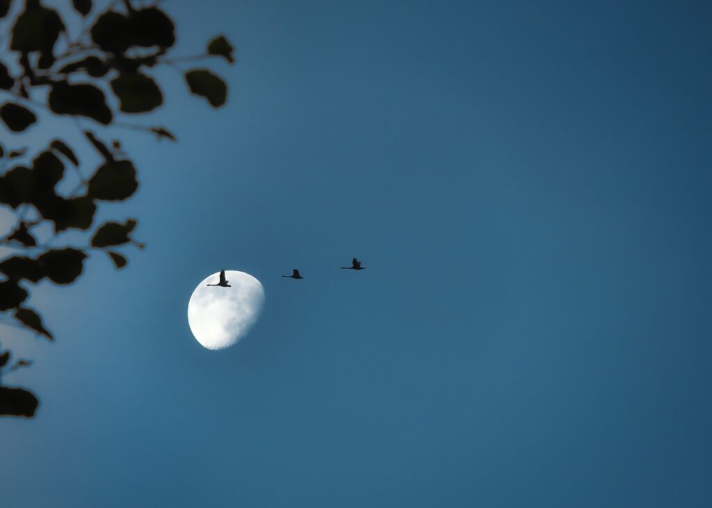 several birds fly across a darkening sky lit by a half moon