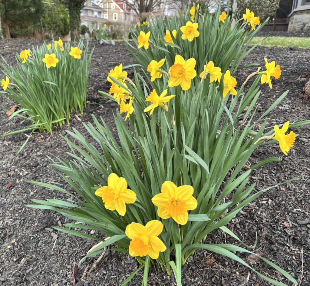 yellow daffodils