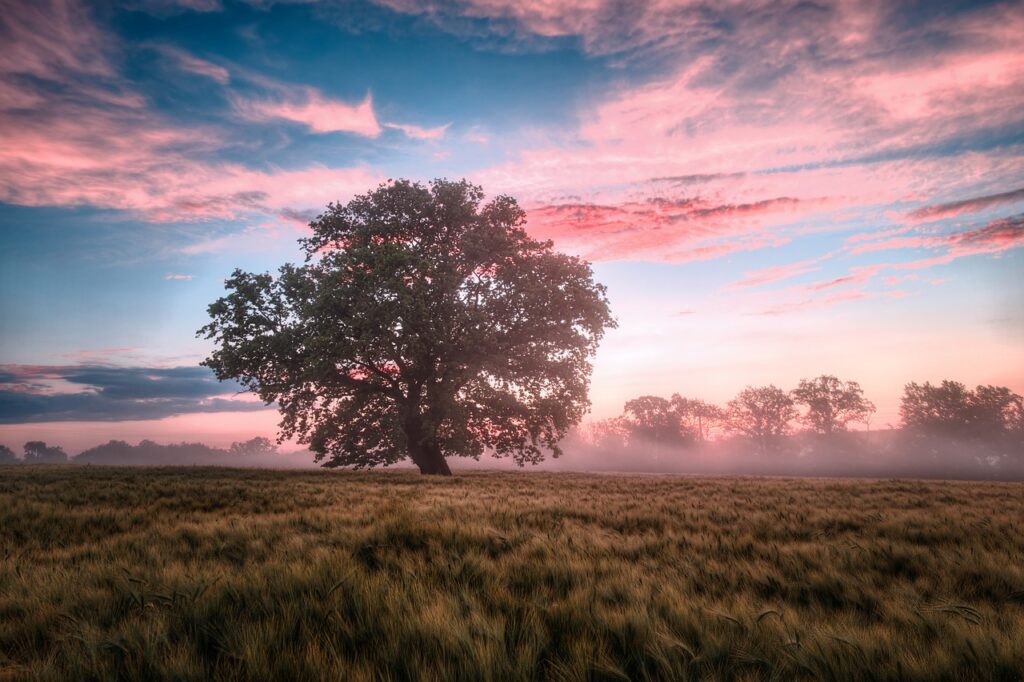 a field with a tree standing in the distance and pink clouds dotting a darkening sky