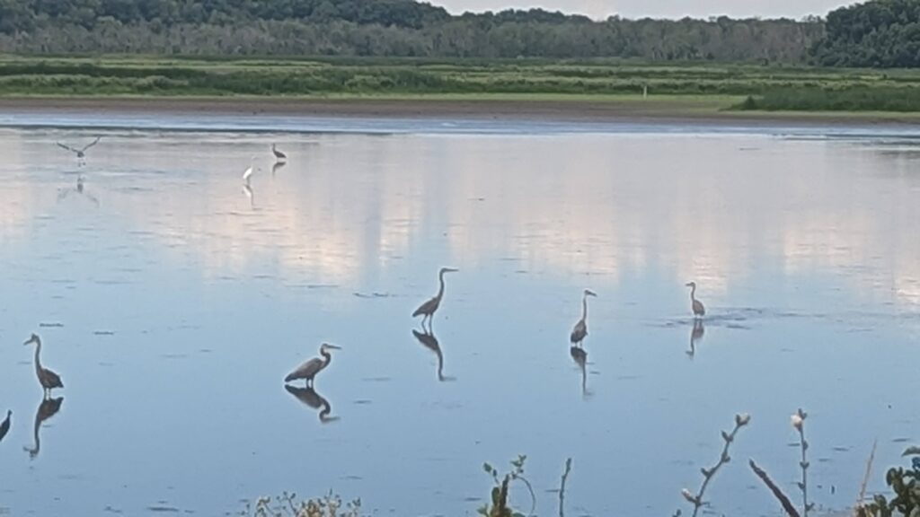 Several herons stand and wade in a calm, shallow lake with green trees in the background.