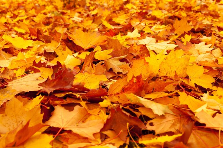 a layer of orange leaves