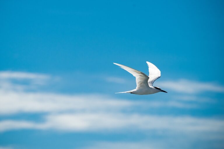 a white bird flies through the sky