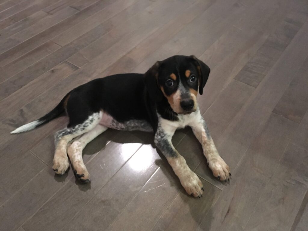 A black, brown, and white puppy lies on a wooden floor, looking up with curious eyes.