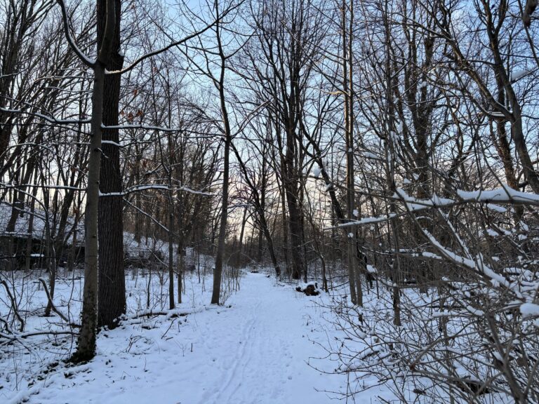 A snowy forest path surrounded by bare trees under a clear sky in winter.