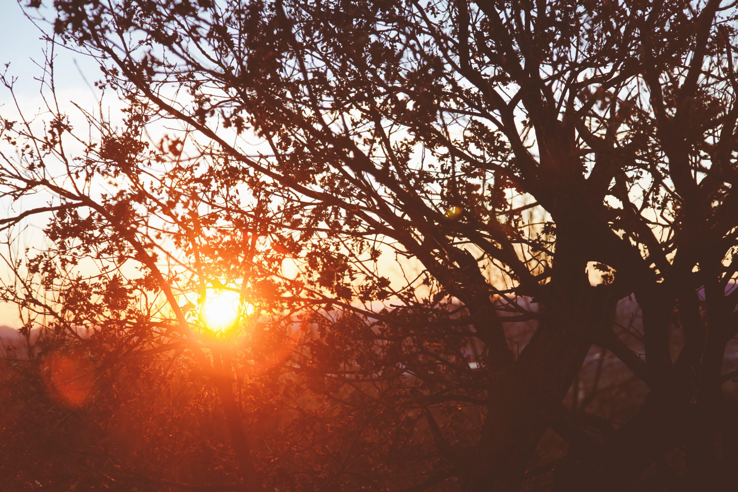 Silhouette of a tree with dense branches against a golden sunset sky.