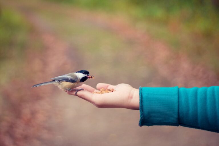 Feeding the Birds: Shabbat Shirah