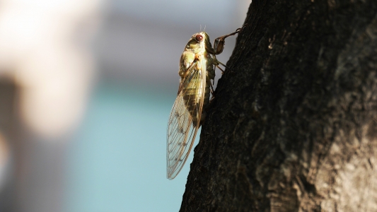 Cicada Shema