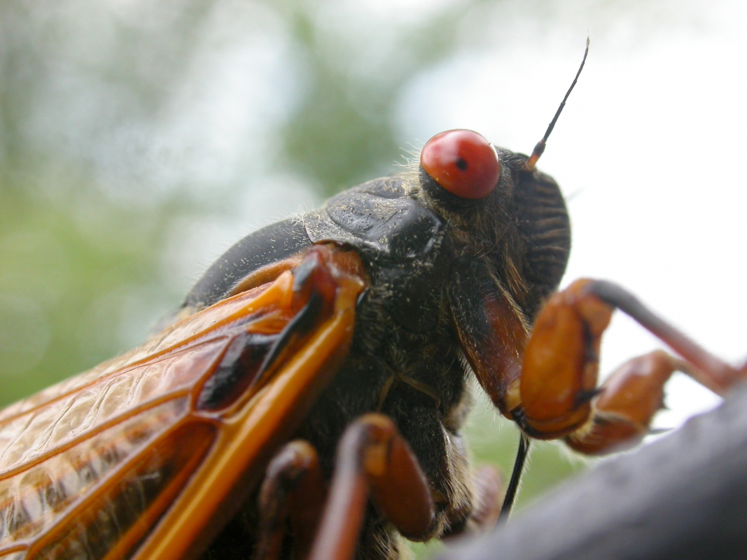 Prayer for the Cicadas