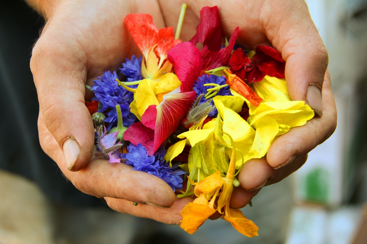 Hands holding a colorful mix of edible flowers, including reds, yellows, and purples.