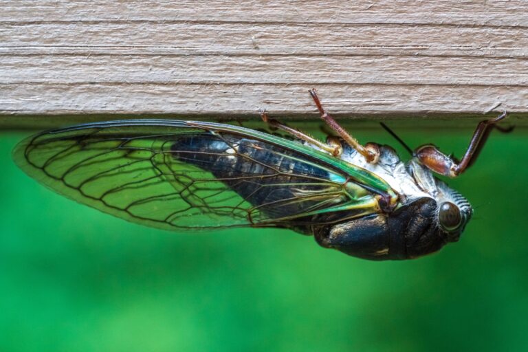 Prayer for the 17-Year Cicadas