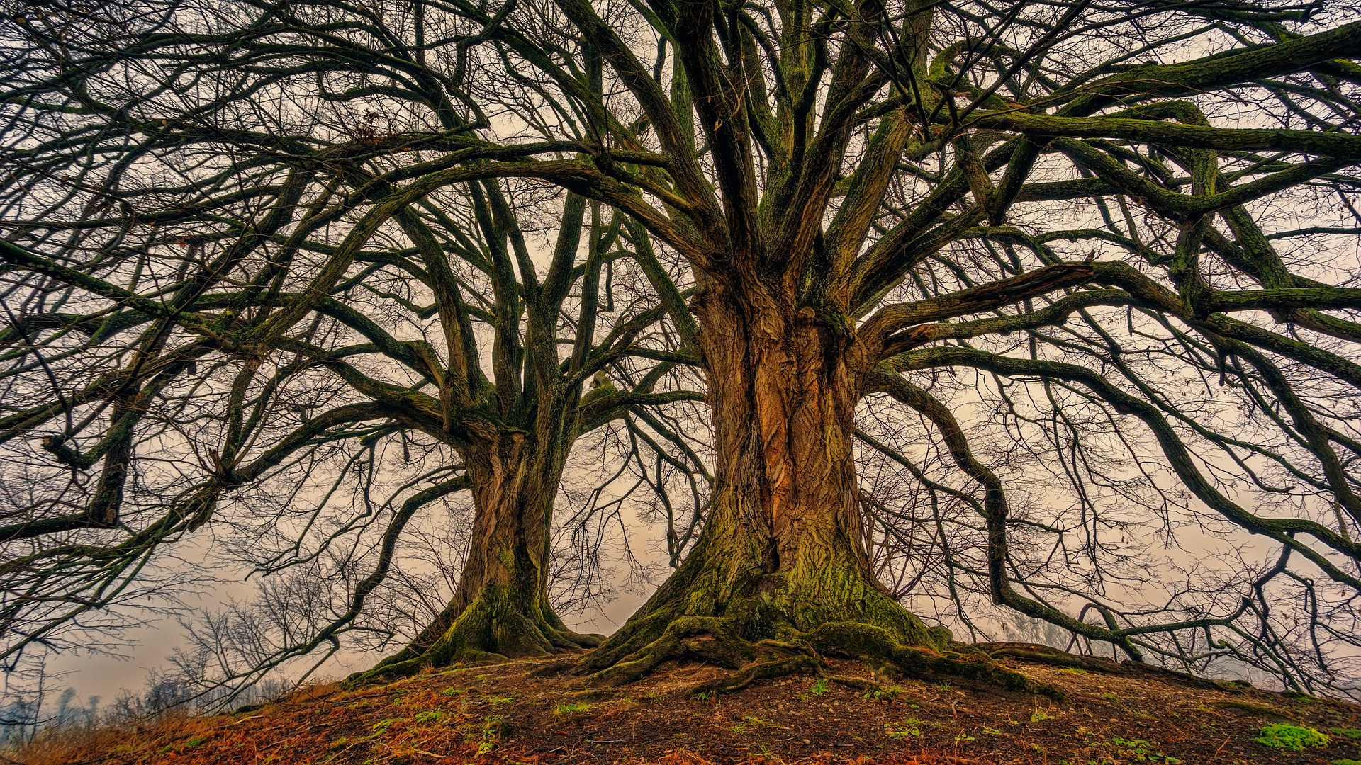 two barren trees with lots of branches stand side by side