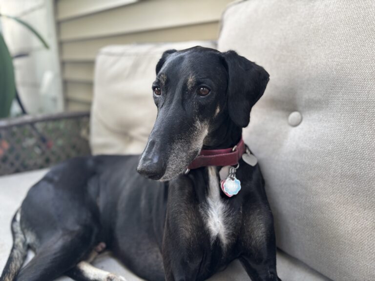 A black dog with a pink collar lounges on a beige outdoor cushion.