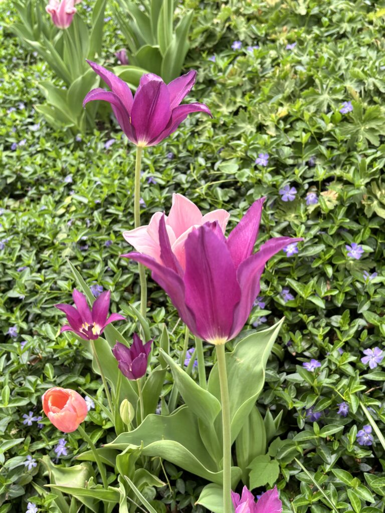 purple tulips